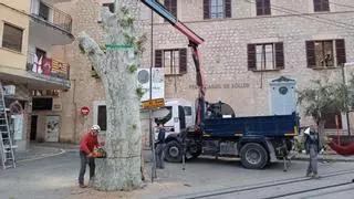 Talan dos históricos plataneros en el centro de Sóller por peligro de caída