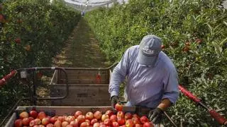 La cosecha de fruta este año en Catalunya sumará más manzanas pero menos peras