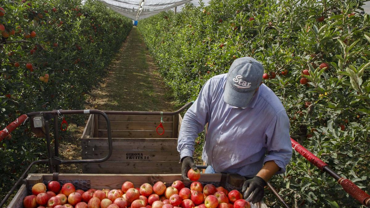 Un temporero trabaja en la cosecha de manzana en una explotación cerca de Ullà (Baix Empordà), el verano de 2023.