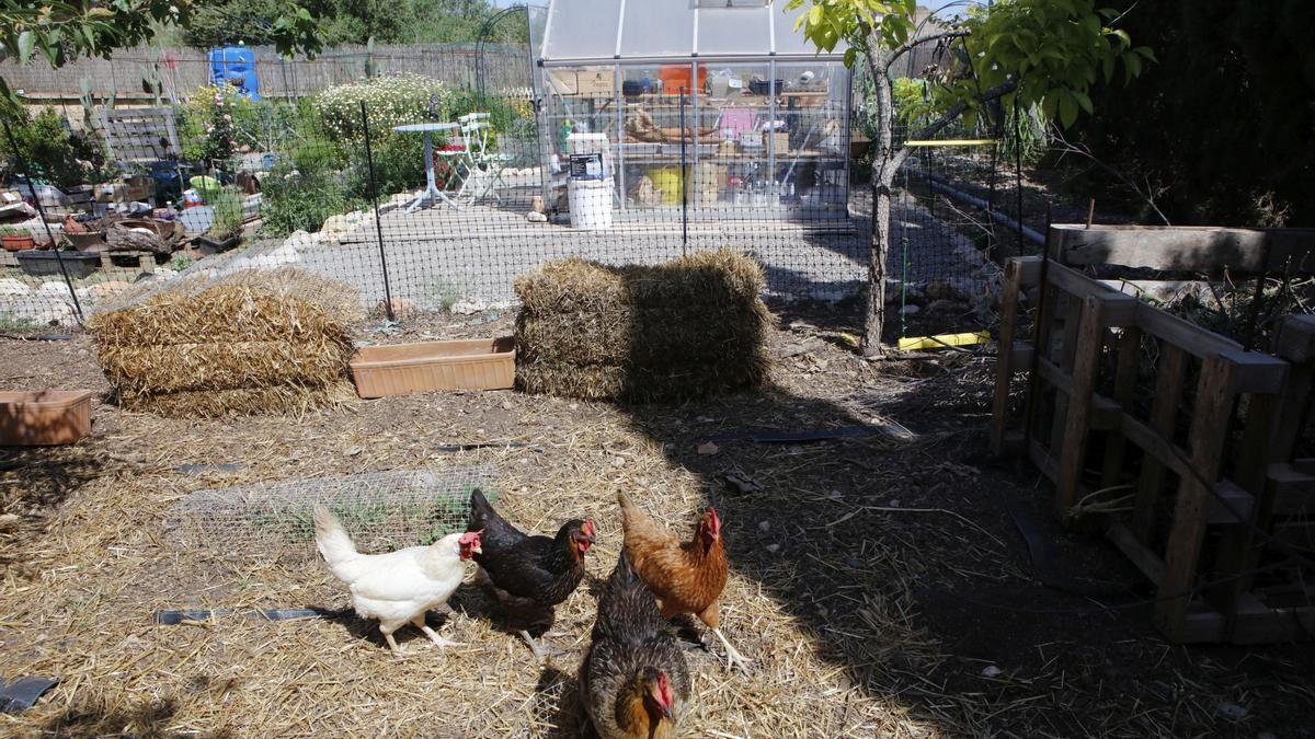 Hühner und Gemüse im Garten müssen bald dem Stadtpark weichen