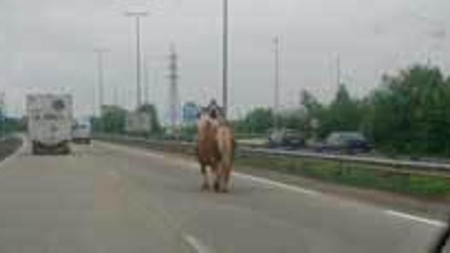 El caballo, ayer, en la autovía.