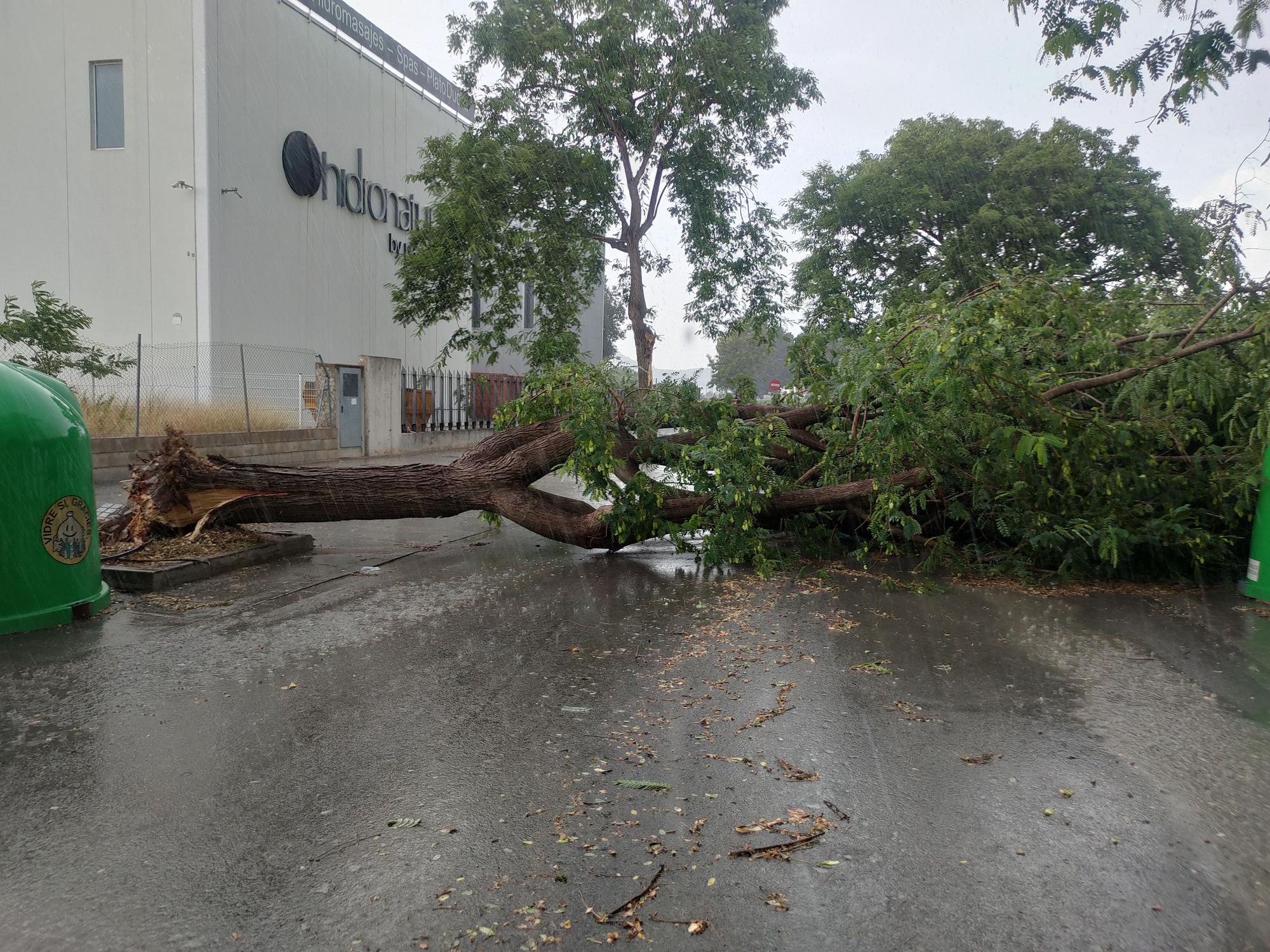 Ramas caídas y árboles arrancados en Xàtiva tras la tormenta del fin de semana