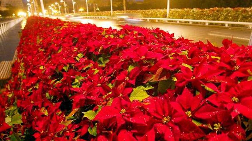 El Puente de las Flores, teñido de rojo.