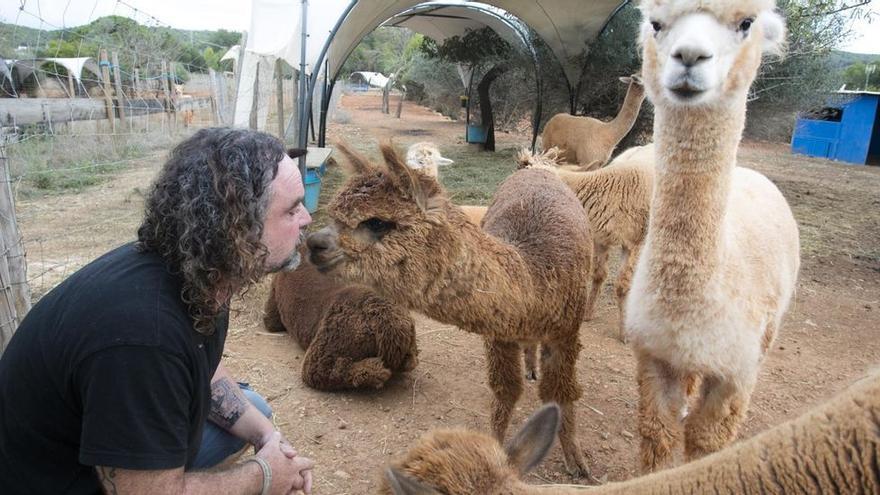 El ‘baby boom’ de las alpacas en Ibiza