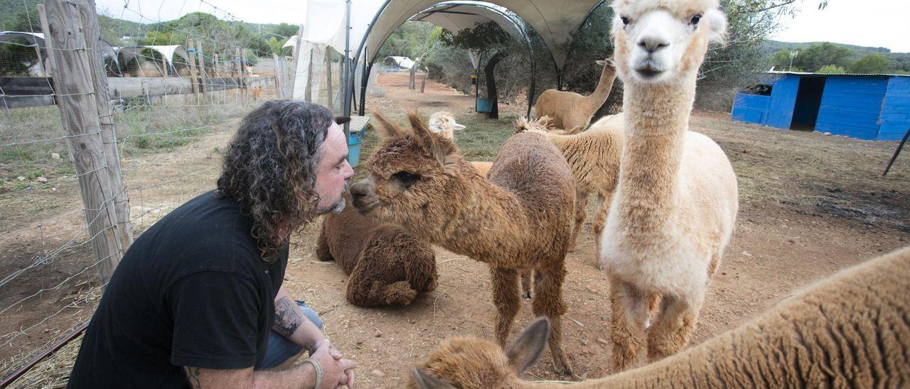 Bart Cop con las alpacas hembras de la finca.