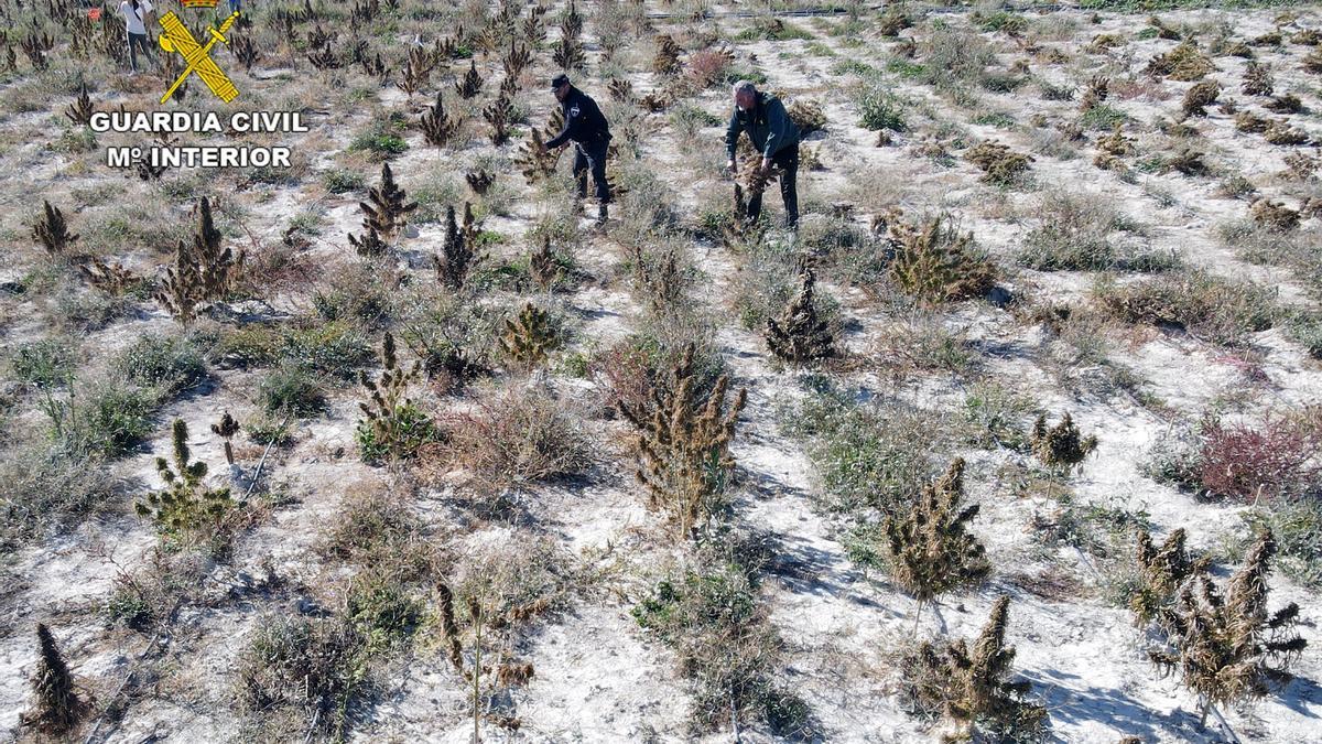 Plantación intervenida