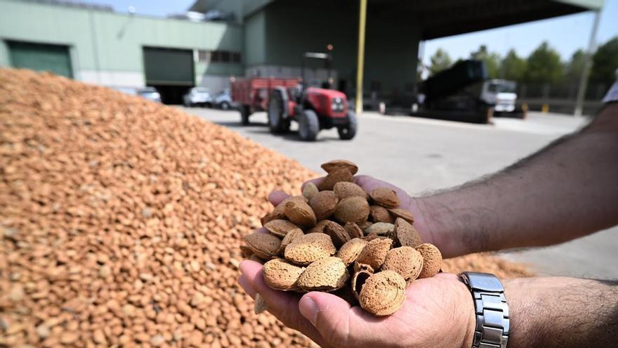 Kehrseite und Vorderseite der Mandel aus Castellón: produziert mehr und in besserer Qualität, leidet aber unter explodierenden Kosten
