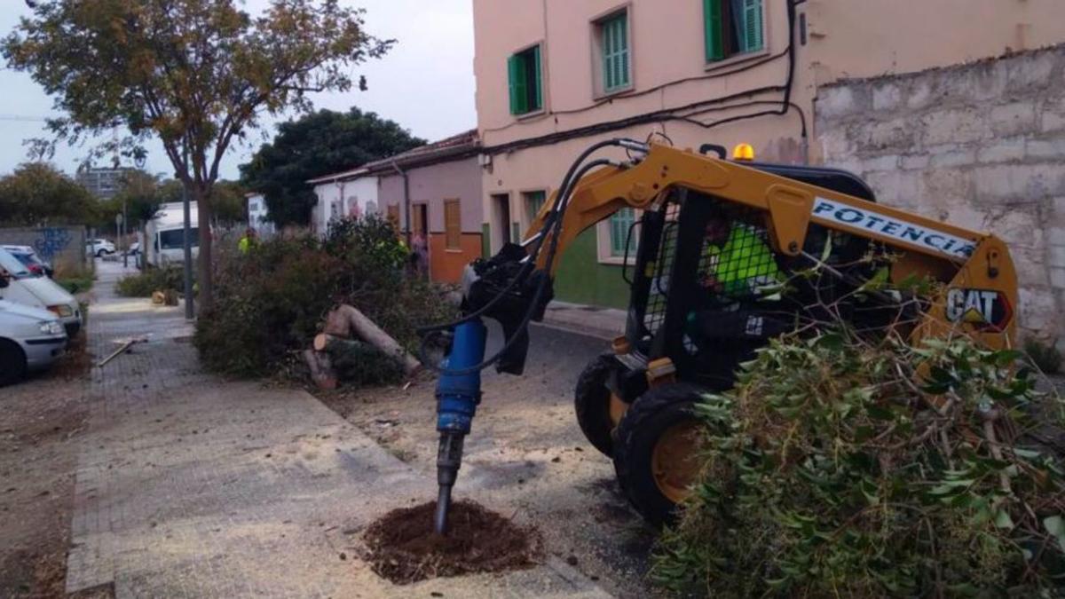 Sustituyen treinta naranjos en La Soledat | AYUNTAMIENTO