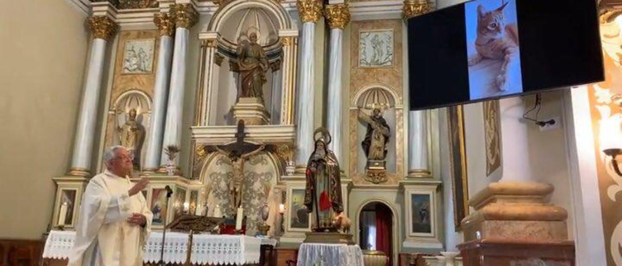 Bendición de una mascota a través de una pantalla de TV llevada a cabo en Benifaió. | LEVANTE-EMV