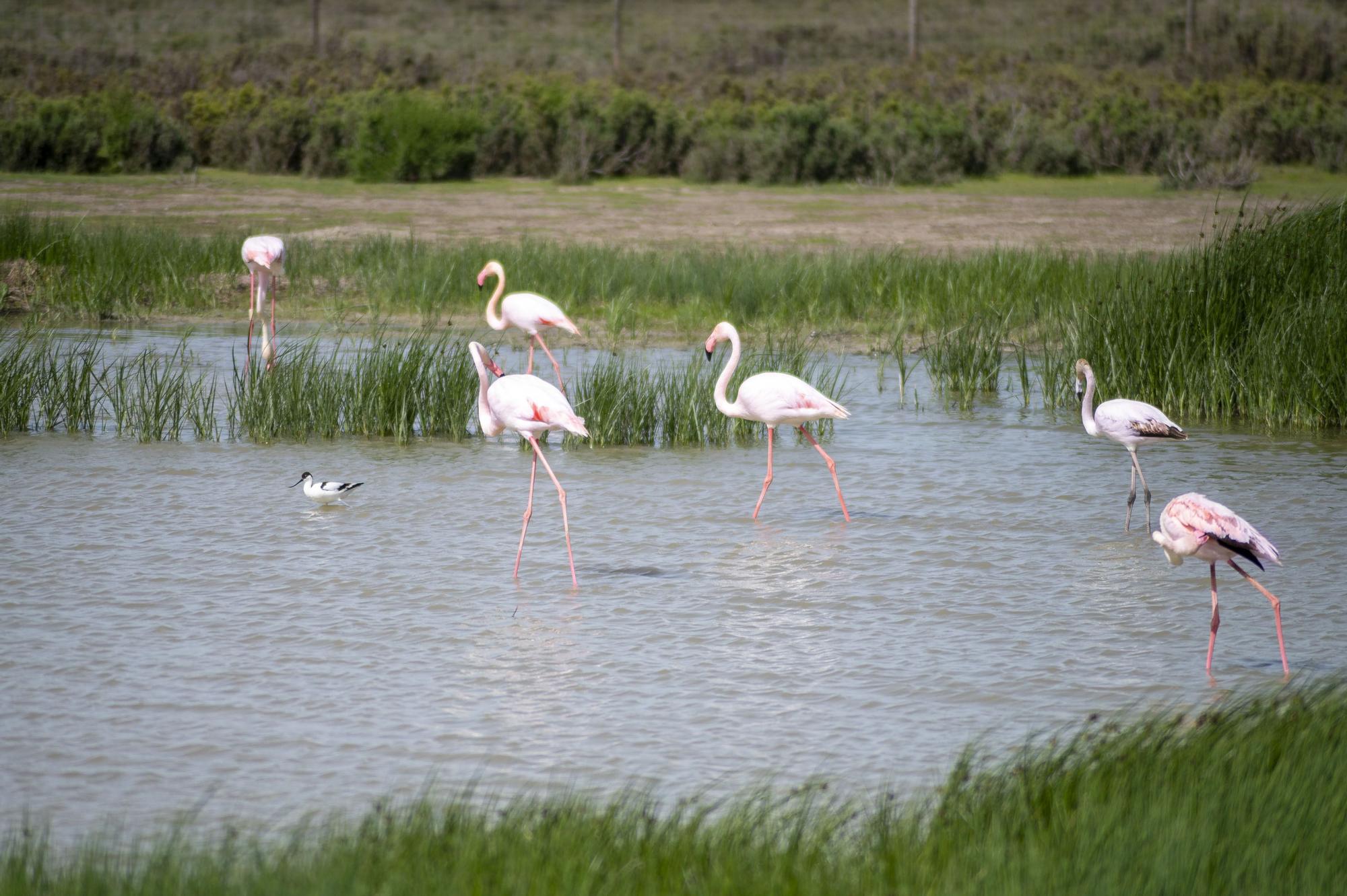Flamencos en la Laguna de Fuente de Piedra, en abril de 2024.