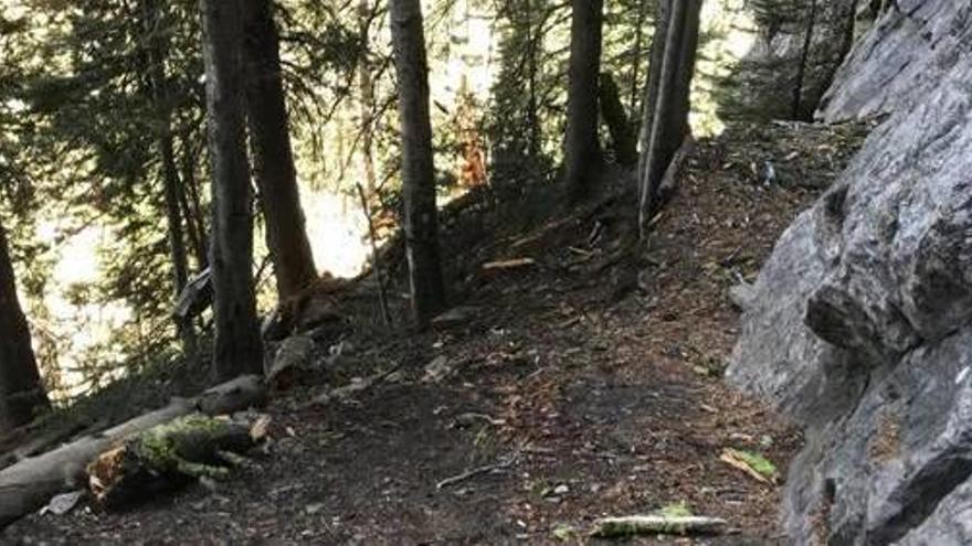 Mor un artesenc en caure-li un arbre  a sobre en un parc natural del Canadà