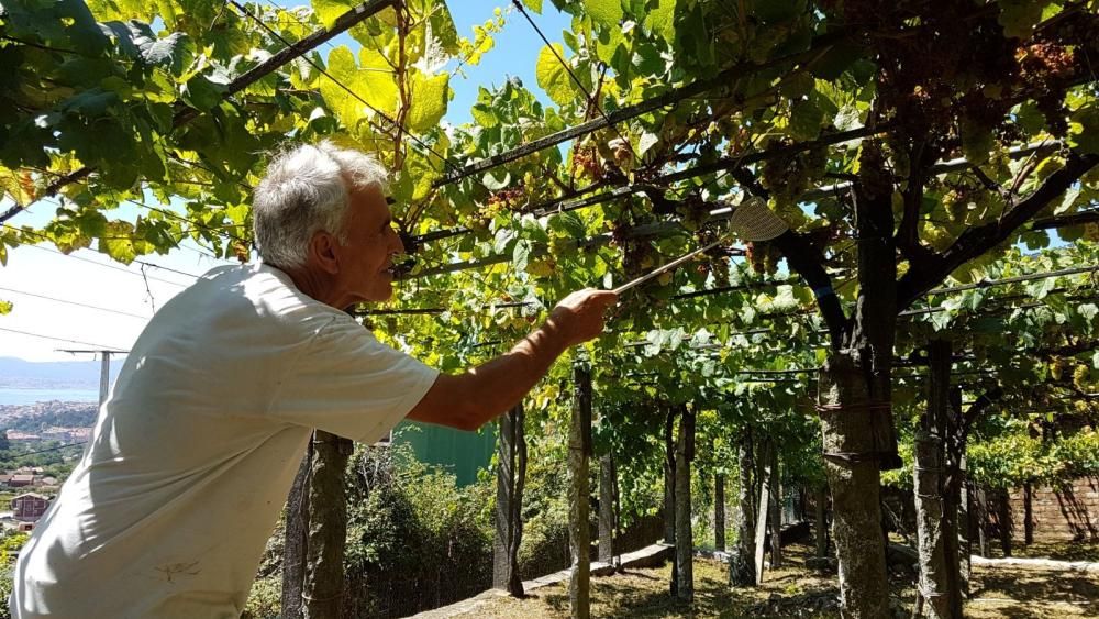 La avispa asiática ataca los viñedos de O Morrazo