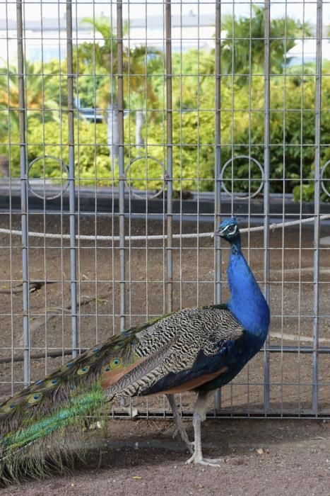 04-05-2016 TELDE. Nuevo espacio para aves en el parque de San Juan. Fotógrafo: ANDRES CRUZ