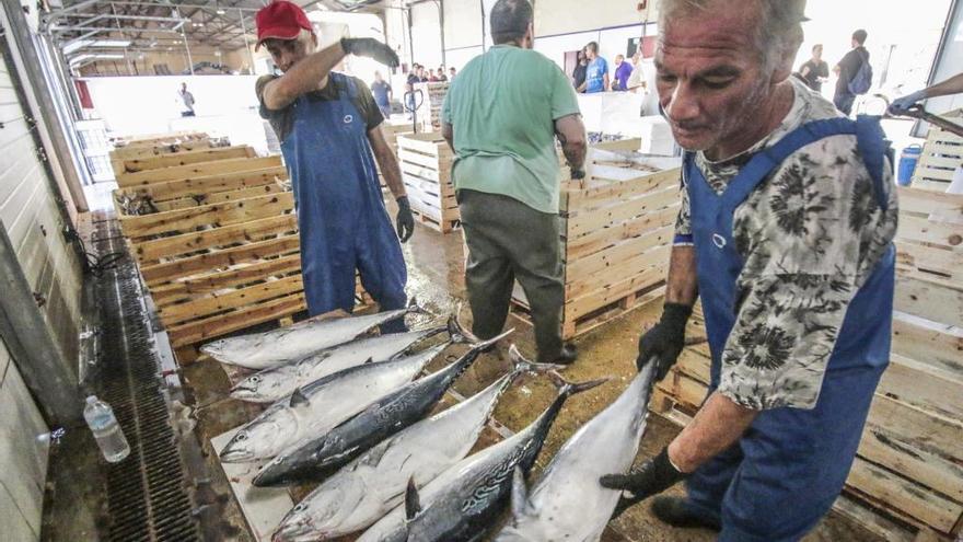 Plan para diversificar la pesca en la provincia de Alicante