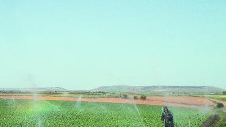 Un agricultor riega un cultivo de remolacha.