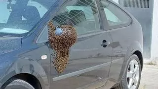 Sale de trabajar y se encuentra un enjambre de abejas en su coche