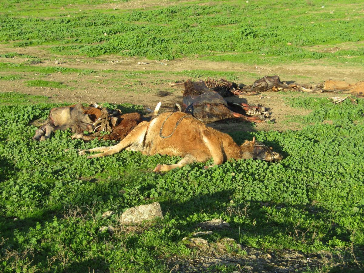 Una vaca muerta, en la explotación a la que ha denunciado El Refugio de Plasencia.