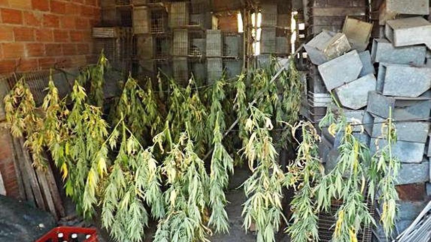 Plantes de marihuana assecant-se en un cobert