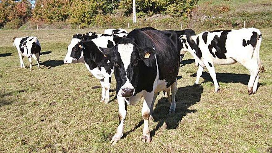 Vacas pastan en un prado.