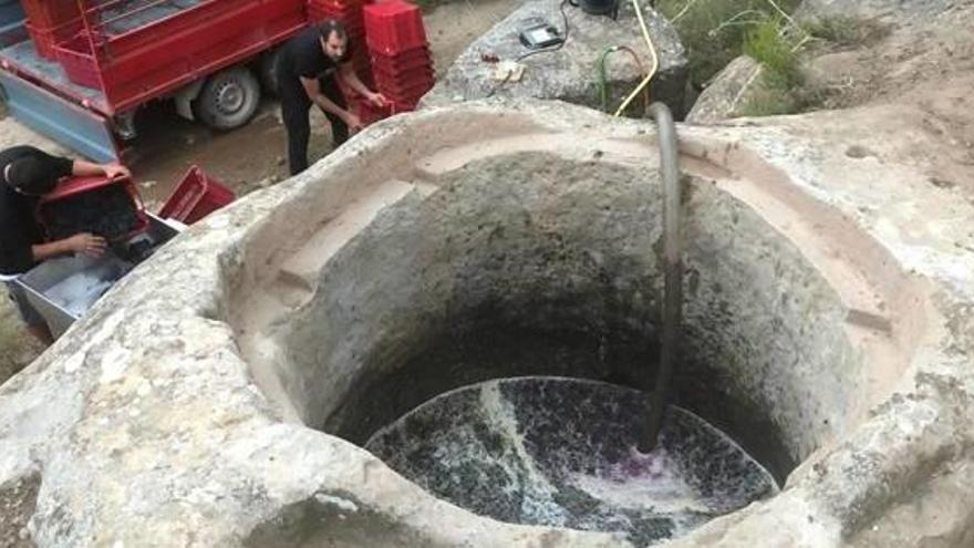 Moment en què omplien de most la tina medieval excavada a la roca que han utilitzat, situada a Castelladral