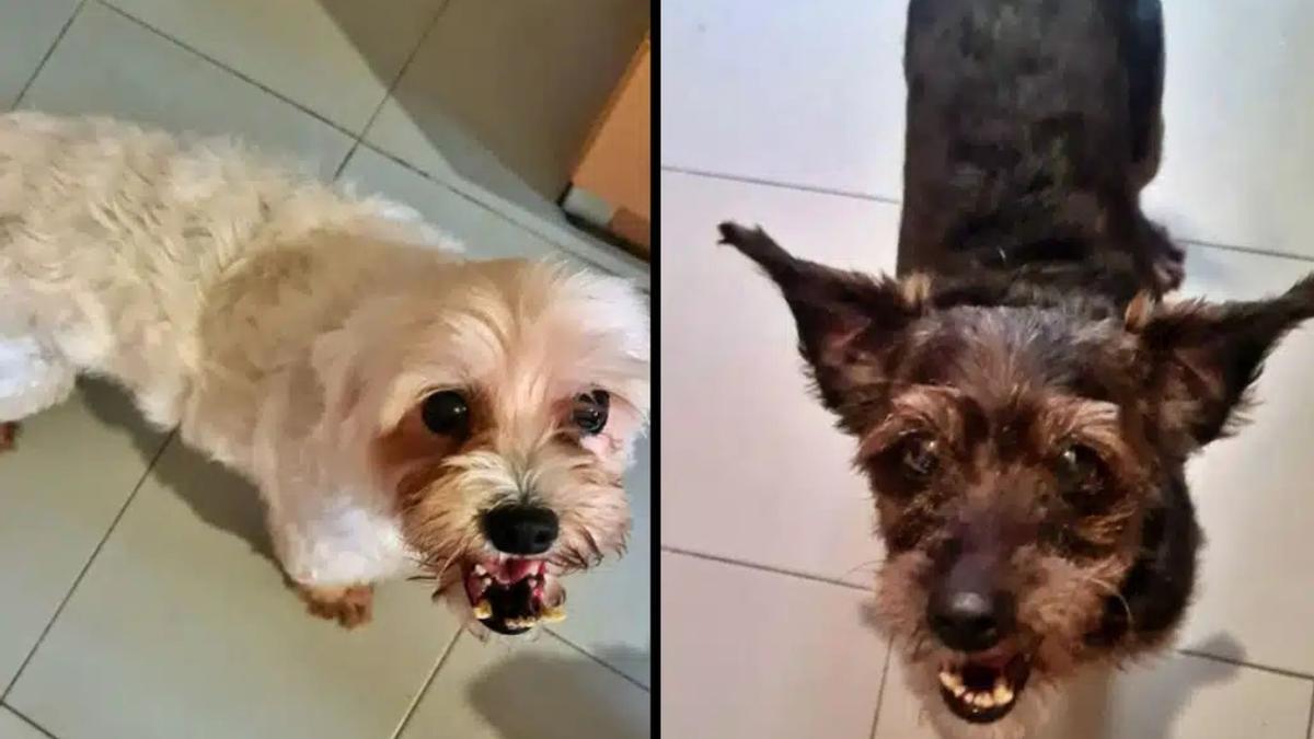 Un canario se ve obligado a poner a sus perros en adopción por “las amenazas de denuncia de los vecinos porque ladran cuando se quedan solas”