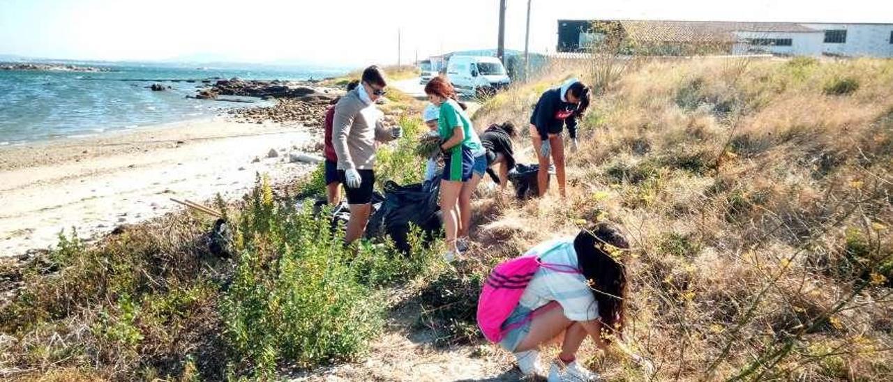 Retirada de plantas invasoras en la playa de A Lanzada. // Muñiz