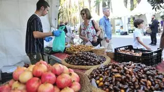 Elche acoge una jornada sobre el presente y futuro del Camp d'Elx