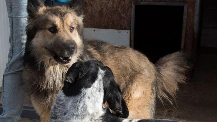 El nuevo centro de recogida de animales de la Diputación de Huesca podrá acoger hasta 70 perros