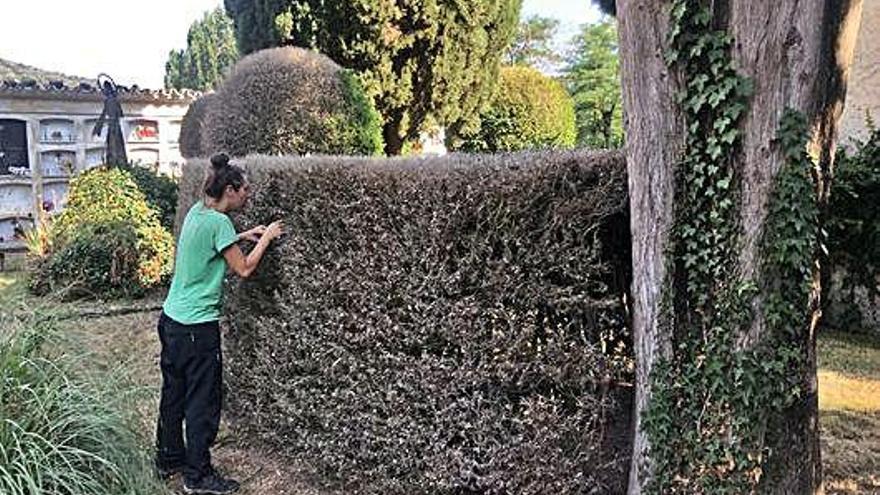 Una especialista tracta els boixos del cementiri de Sant Feliu de Pallerols per evitar que desapareguin.