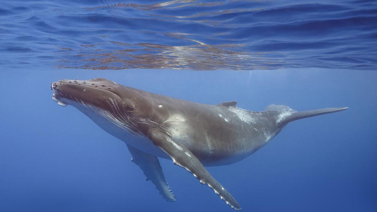 VIAJE BALLENAS | La odisea de dos ballenas jorobadas: récord de travesía al nadar 14.000 kilómetros