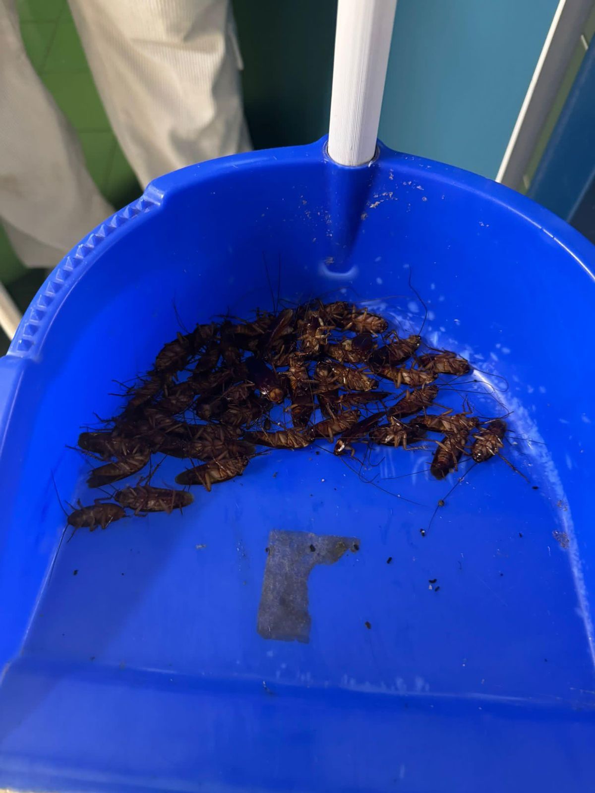 Cucarachas recogidas en el hospital de Plasncia.