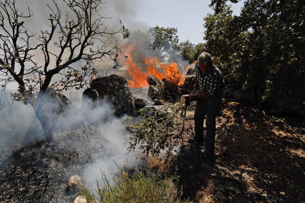 Incendio Pino del Oro y Castro de Alcañices