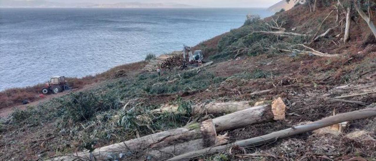 Los trabajos de erradicación de eucalipto en la zona sur de la isla de Ons.