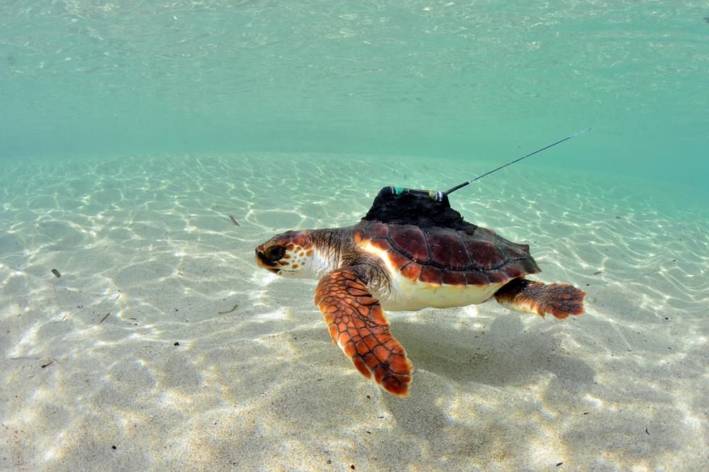 Liberadas 26 tortugas ibicencas en ses Salines