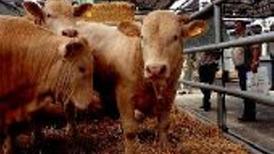 Aragón ha perdido 27 explotaciones ganaderas de leche en el último año