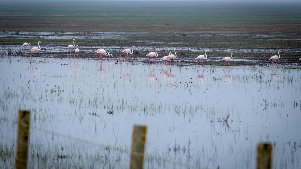 Laguna del Espacio Natural de Doñana, en el término municipal de Hinojos (en Huelva), tras las abundantes lluvias del mes pasado mes de marzo