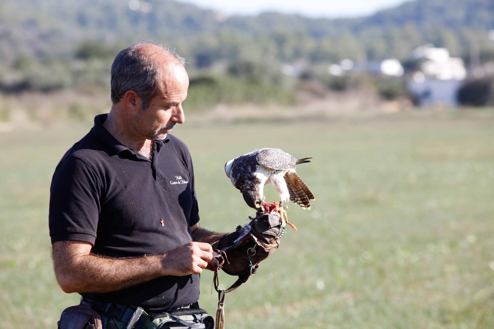 Halcones contra torcaces en Ibiza