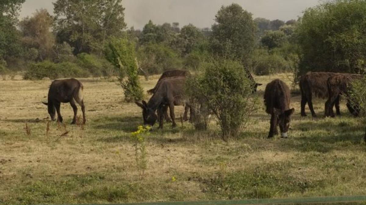 Los burros de Aszal pastando en una finca contigua a las instalaciones tras ser evacuados. 