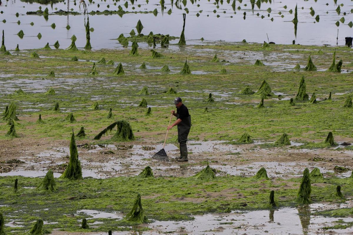 Los parques de cultivo de Carril, invadidos por un denso manto de algas.