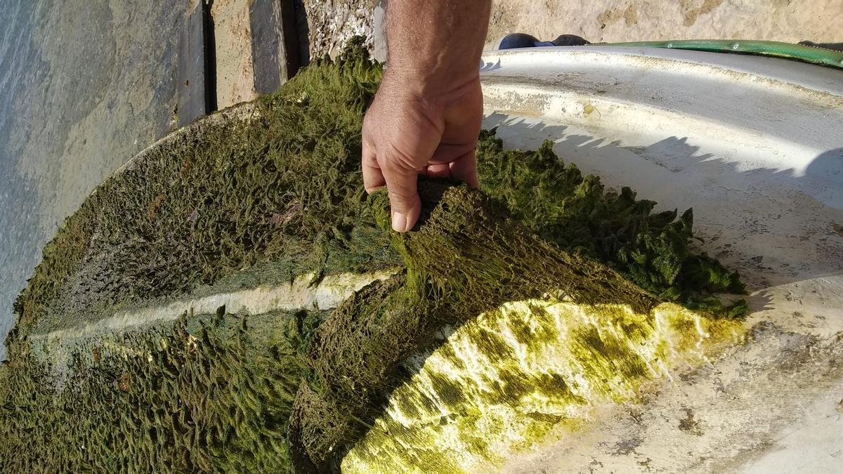 La alga Batophora que invade s'Estany des Peix