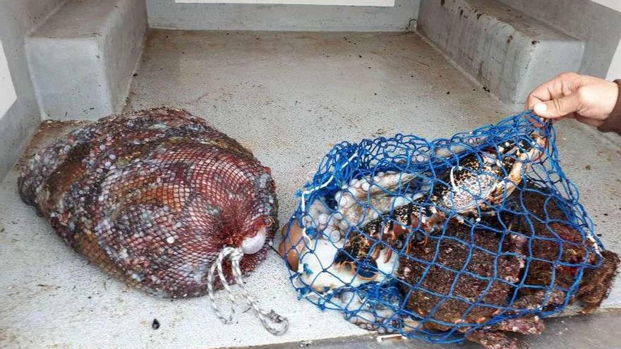 Pulpos, centollos, bogavantes y otras especies decomisadas ayer a dos submarinistas en la costa de San Vicente de O Grove. // FdV