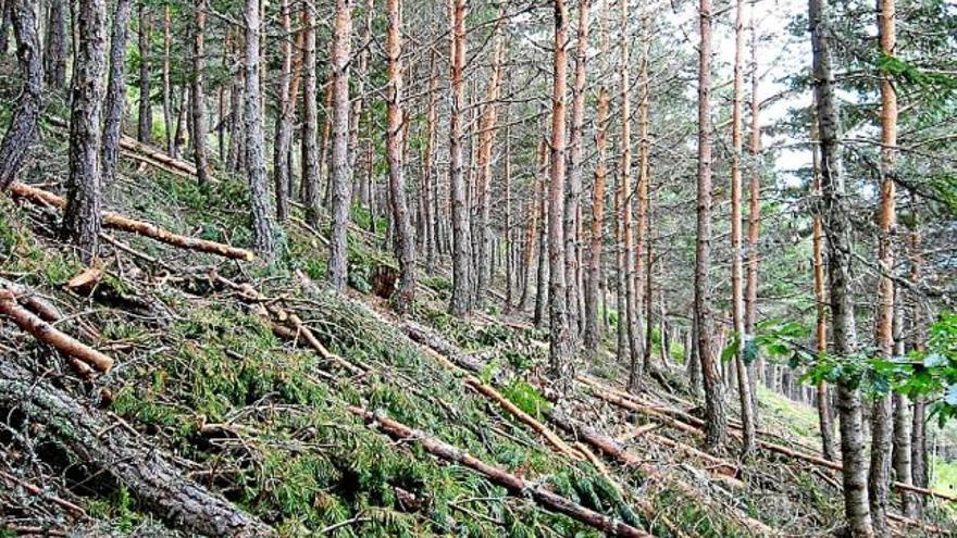 Extracció de fusta en un bosc