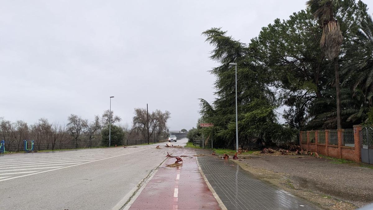 Carretera en Palma del Río en la mañana de este miércoles.