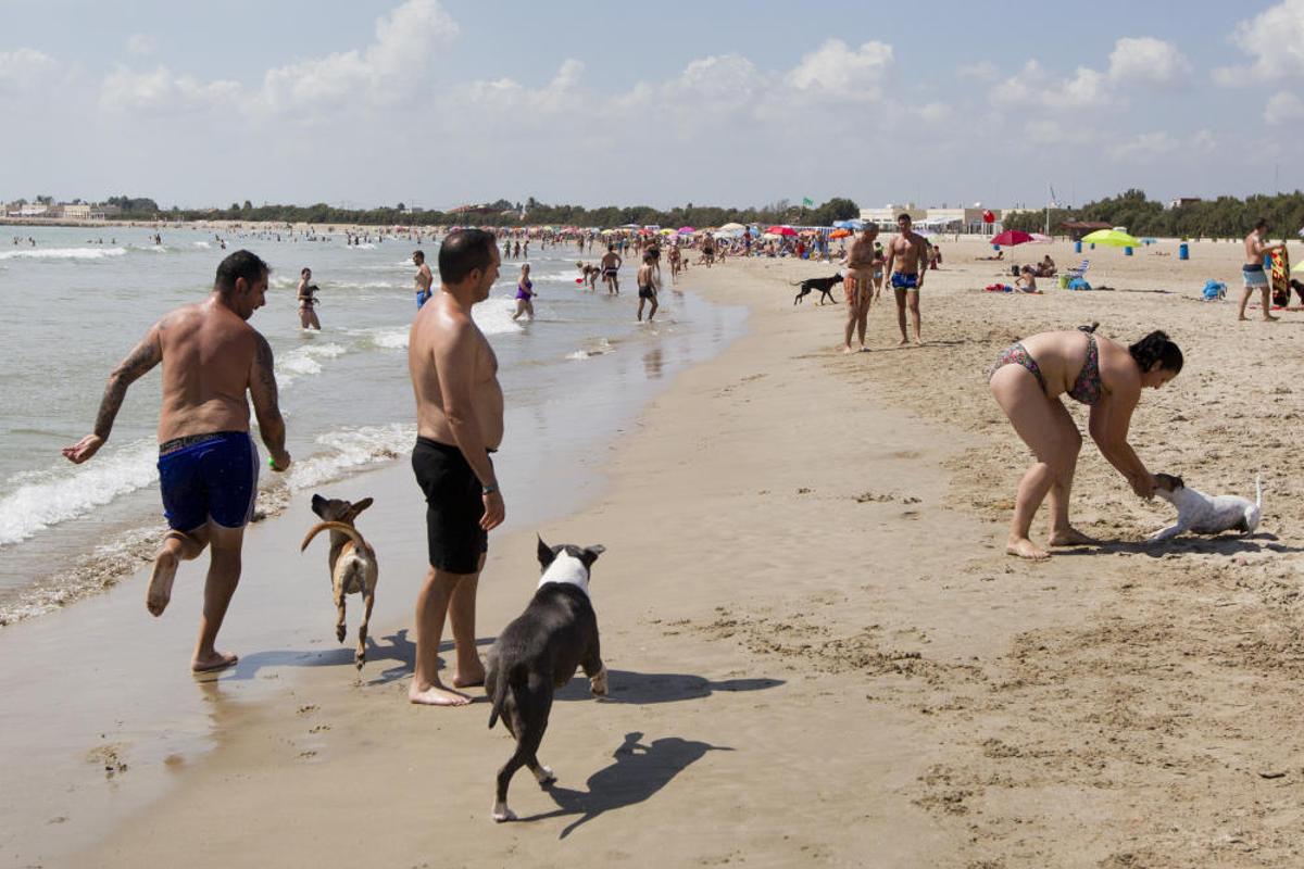 La playa para perros de Pinedo, a reventar
