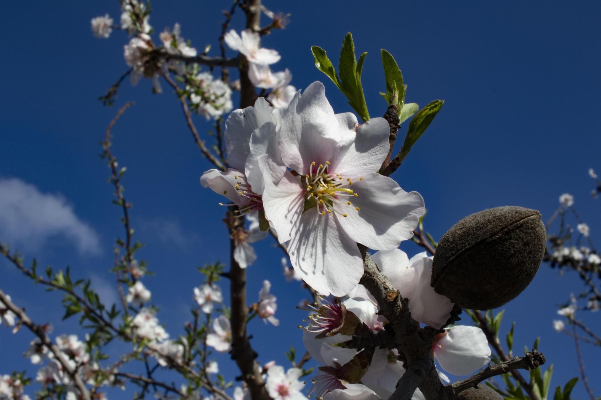 Los almendros en flor ya alegran los paisajes valencianos