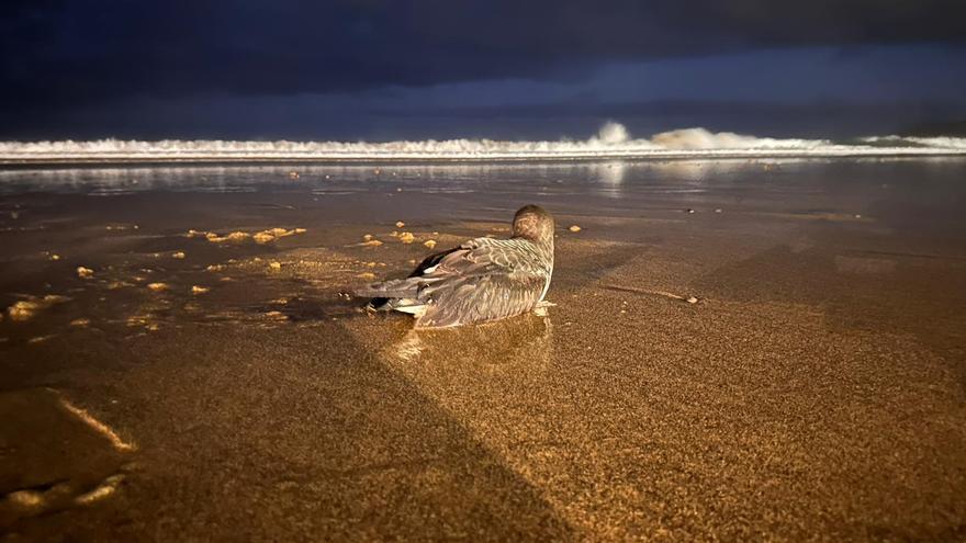 Al rescate de los pollos de pardela en Las Canteras