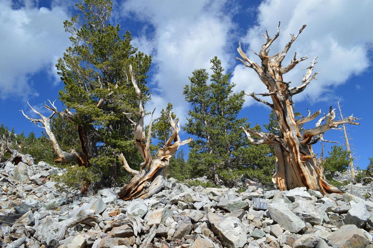 Ejemplares de pino longevo, iguales que el que fue talado