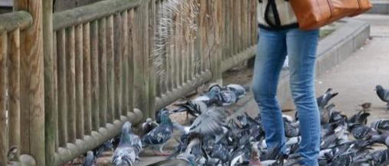 Un juez condena a una familia a dejar un mes su casa de Oviedo por dar comida a las palomas