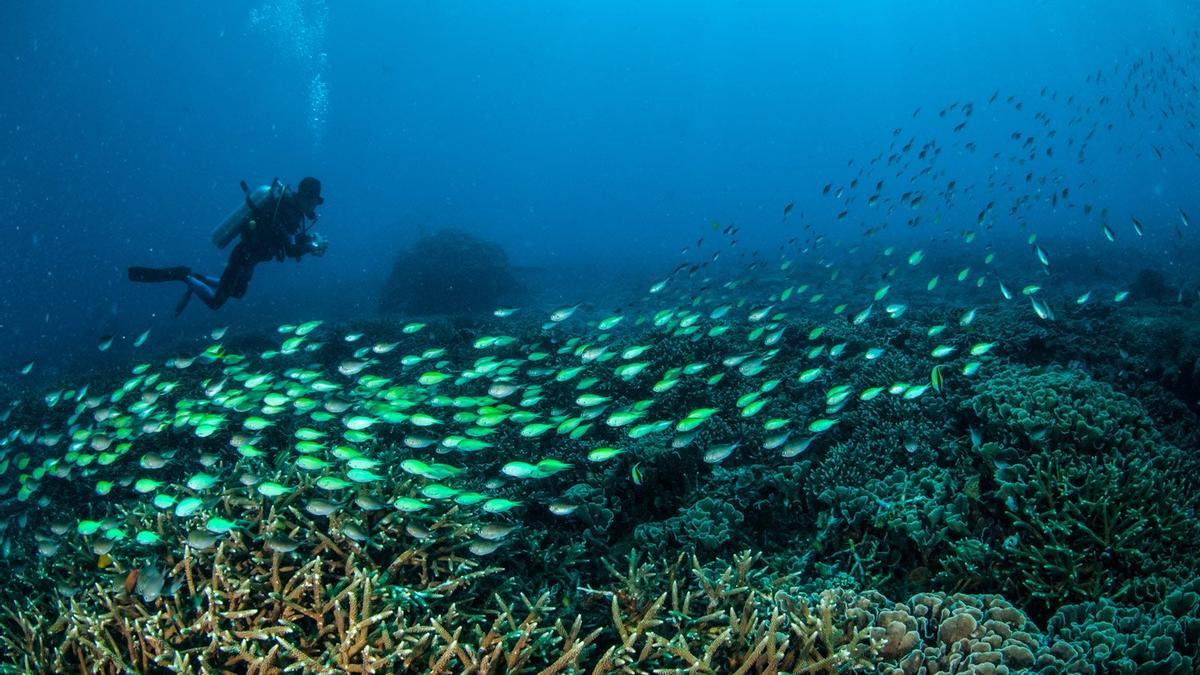 Submarinismo, Lombok