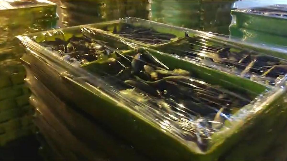 Incautadas casi 14 toneladas de sardina en Corcubión